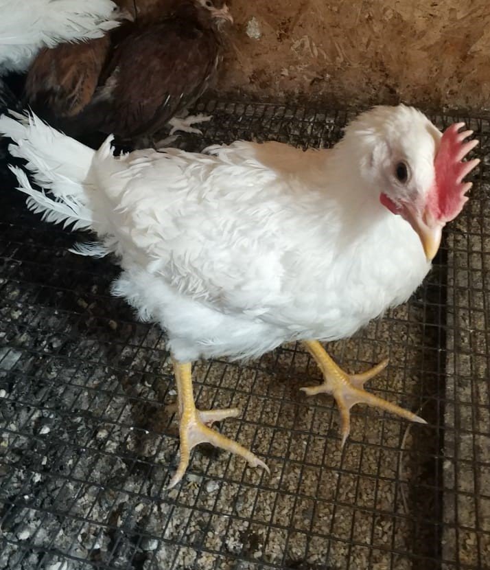 Понос у курицы – чем быстро лечить в домашних условиях